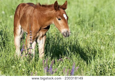 Horse Foal On Pasture. A Herd Of Wild Horses Shown On Water Island In Atmospheric Rostov State Reser