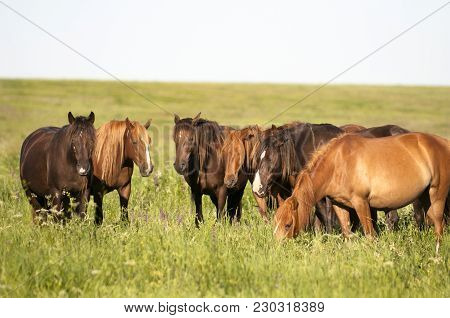 A Herd Of Wild Horses Shown On Water Island In Atmospheric Rostov State Reserve