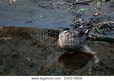 A Duck Sleeps On The Edge Of A River In Ayase, Japan. Copy Space On Left Side.