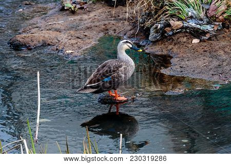 A Duck Walks Next To A Small River In Ayase, Japan