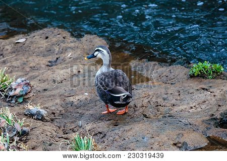 A Duck Walks Next To A Small River In Ayase, Japan