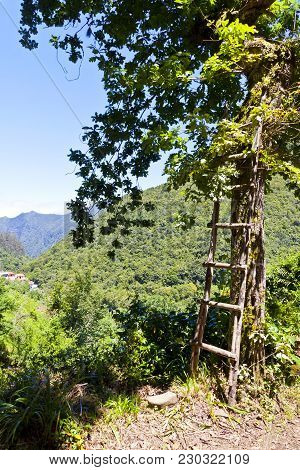 Hiking Along Irrigation Canals (historic Water Supply System, Known As Levada) In Rainforest On Made