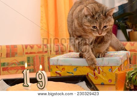 Domestic Cat Celebrates Unusual Birthday With Candles And Presents