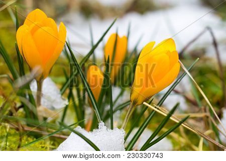 A Small Bush Of Yellow Crocus Is Blooming, Though The Meadow Is Still Snowy