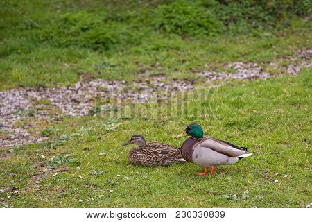 Pair Of Mallard Ducks.  Male Standng And Female Lying Down On Grass.