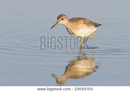 Biegus drewna w wodzie z refleksji / Tringa glareola