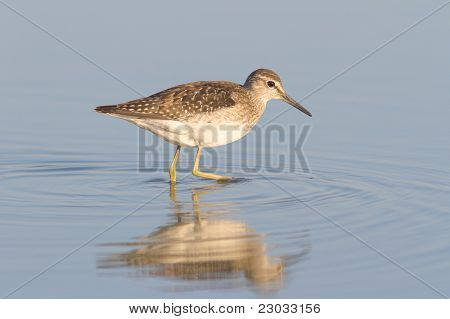 Biegus drewna w wodzie z refleksji / Tringa glareola
