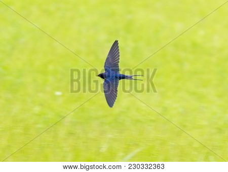Swallow In Flight On A Background Of Green Grass .