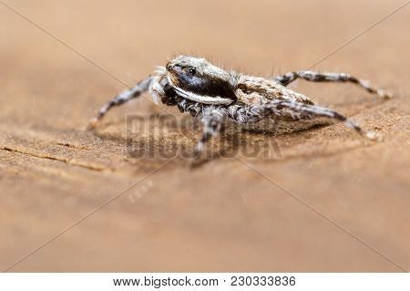 Jumping Spider - Mariposa Muscosa