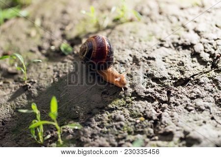 Snail On The Ground In Nature . In The Park In Nature