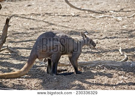 The Wallaroo Is Smaller Then A Kangaroo And Larger Than A Wallaby