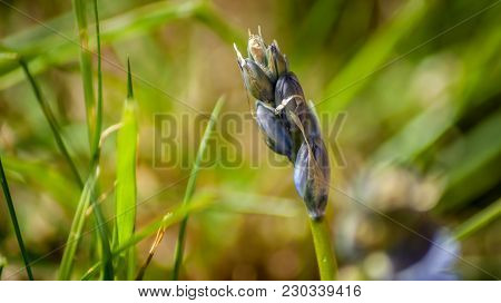 Spring Bluebells In A Wood Just About To Burst Into Flower