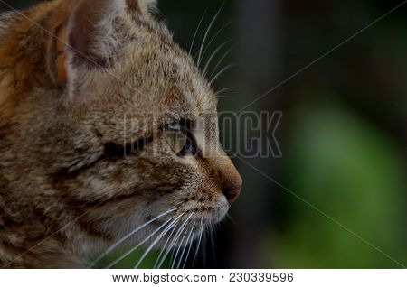 Portrait Of A Sweet Cat From Italy