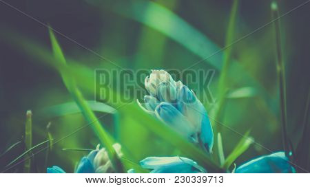 Spring Bluebells In A Wood Just About To Burst Into Flower