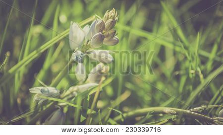 Spring Bluebells In A Wood Just About To Burst Into Flower