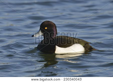 Tufted Duck - Aythya Fuligula 
Male On Water