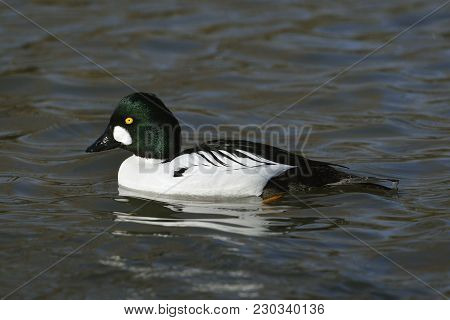 Male Common Goldeneye - Bucephala Clangula 
On Water