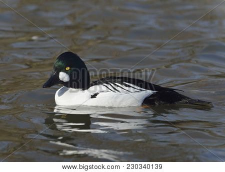 Male Common Goldeneye - Bucephala Clangula 
On Water