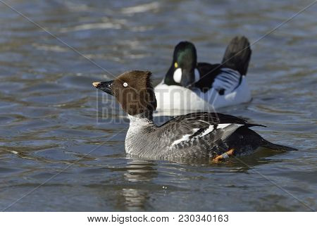Common Goldeneye - Bucephala Clangula 
Female  With Male Behind
