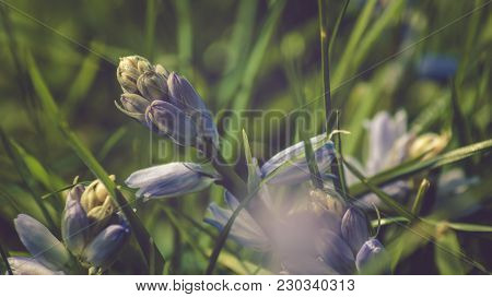 Spring Bluebells In A Wood Just About To Burst Into Flower