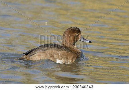 Redhead Duck - Aythya Americana
Female On Water