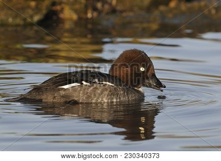 Female Common Goldeneye Duck On Water - Bucephala Clangula