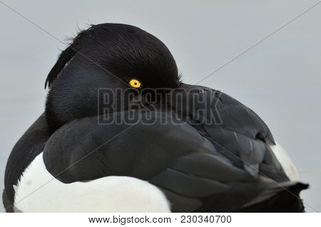 Tufted Duck - Aythya Fuligula
Male Closeup Of Head  And Eye