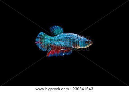 Traditional Blue Short Tail Siam Betta Fighting Fish On Black Background