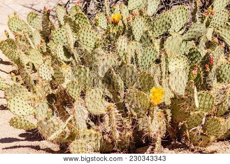 Close Up Shot Of Dollarjoint Pricklypear With Colorful Flowers Taken From Jashua Tree National Park 