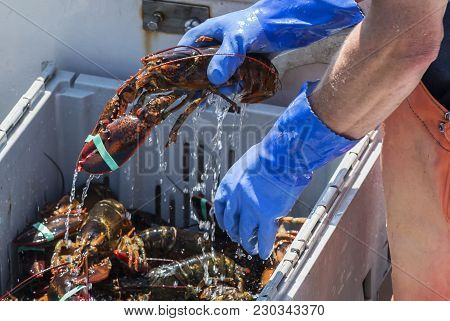 A Live Lobster Has Water Dripping Off Of It As It Is Being Placed Into Bins On A Fishing Boat In Mai
