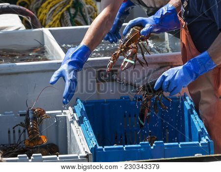 Fisherman Are Throwing Live Lobsters Into Bins While Sorting Them On Their Boat To Be Sold At Market