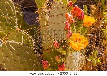 Dollarjoint Pricklypear 8772