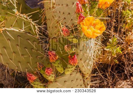 Dollarjoint Pricklypear 8773