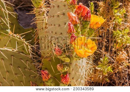 Dollarjoint Pricklypear 8774