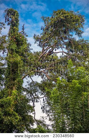 A tree full of roosting flying foxes aka fruit bats during the day time with forest jungle of the Sri Lanka