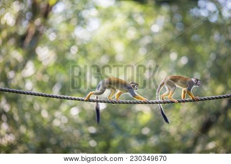 Common Squirrel Monkey (Saimiri sciureus; shallow DOF)