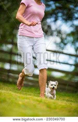 Cute little dog doing agility drill - running slalom, being obediend and making his master proud and happy