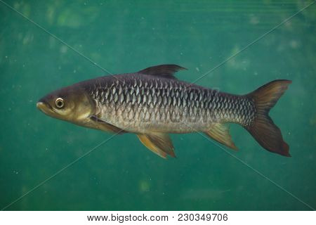 Hoven's carp (Leptobarbus hoevenii), also known as the mad barb or sultan fish.