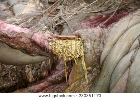 Dead Humpback Whale 