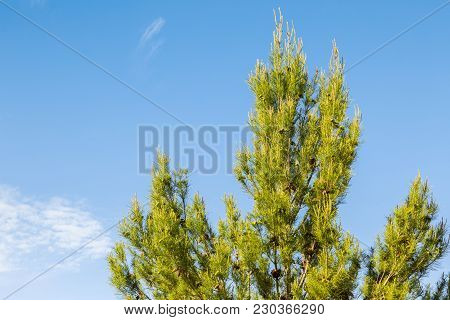 Beautiful Prine Tree With Cones Over Blue Sky And Clouds Background.