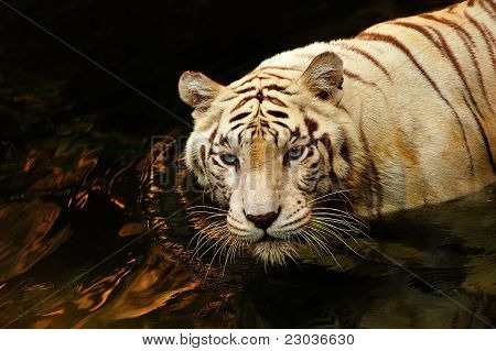 Portræt af en tiger