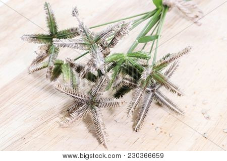 Closeup Of Bouquet Crowfoot Grass Or Beach Wiregrass Or Egyptian Crowfoot Grass On Wooden
