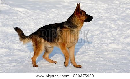Dog German Shepherd In A Park In A Winter Day