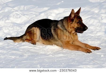 Dog German Shepherd In A Park In A Winter Day