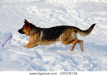Young Puppy German Shepherd Playing In The Snow