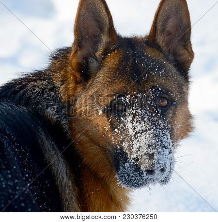 Dog German Shepherd In A Park In A Winter Day. Muzzle In Snow
