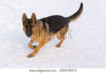 Young Puppy German Shepherd Running In The Snow