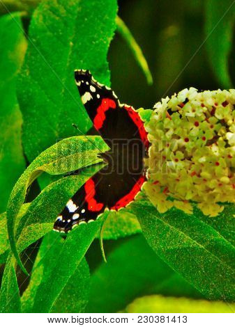 Red Admiral Butterfly In English Garden Plants