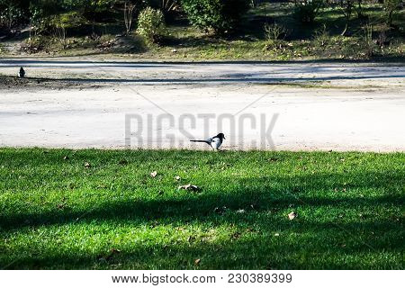 Black-billed Magpie Standing On The Grass Next To A Path