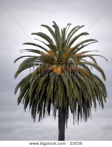 California palmy
